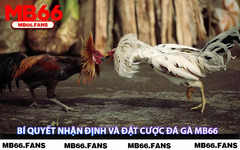 Bí Quyết Nhận Định Và Đặt Cược Đá gà MB66