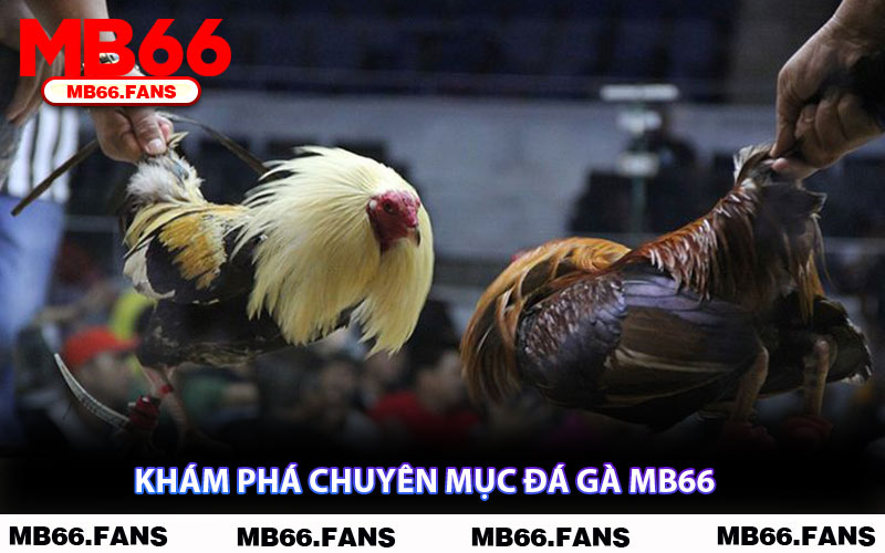 Khám Phá Chuyên Mục Đá Gà MB66