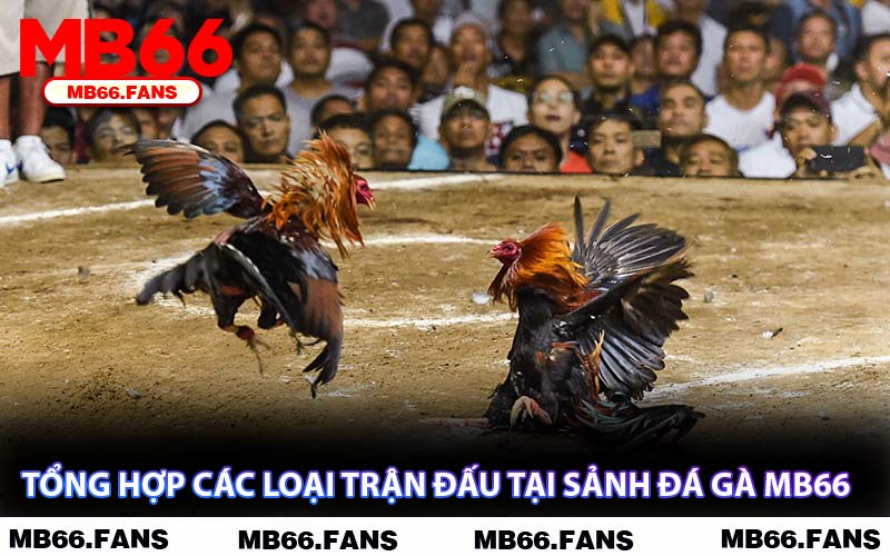 Tổng Hợp Các Loại Trận Đấu Tại Sảnh Đá Gà MB66